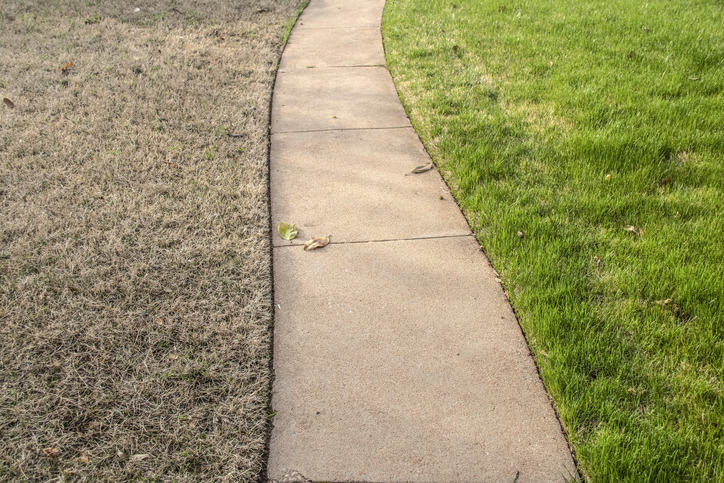 dormant grass